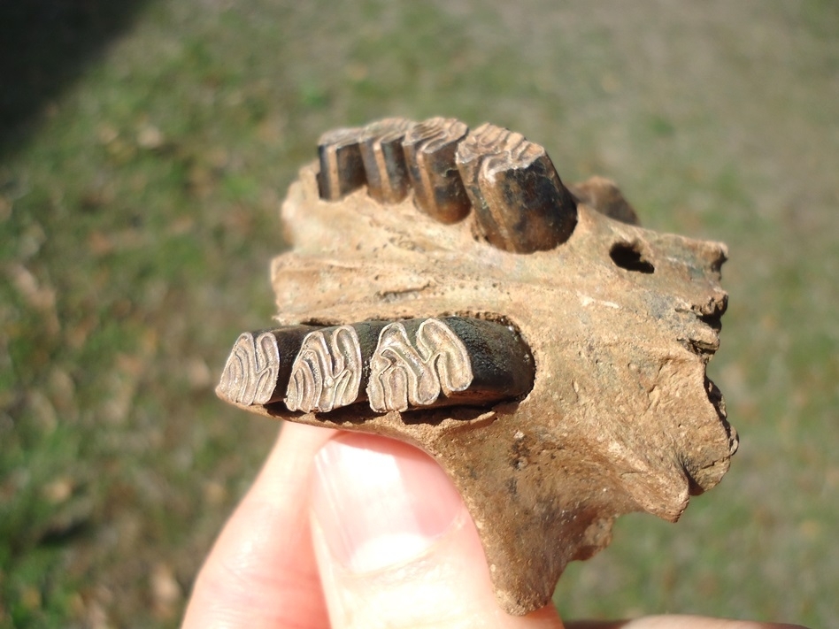 Large image 1 Unique Beaver Palate (Maxilla) with Seven Teeth