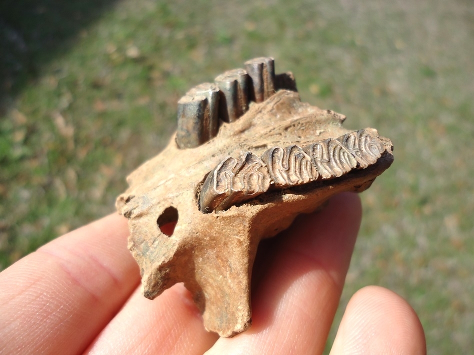 Large image 2 Unique Beaver Palate (Maxilla) with Seven Teeth