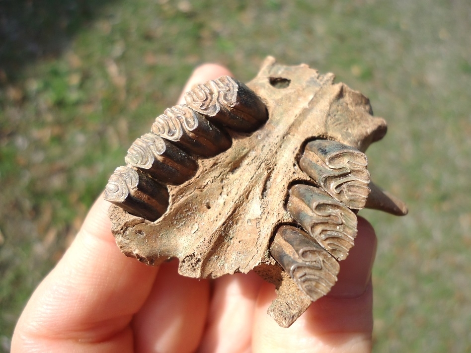 Large image 5 Unique Beaver Palate (Maxilla) with Seven Teeth