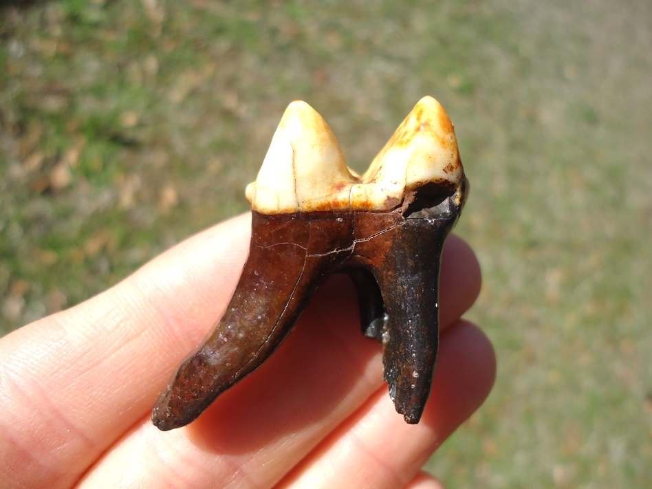 Large image 1 Highly Attractive Tapir Lower Molar