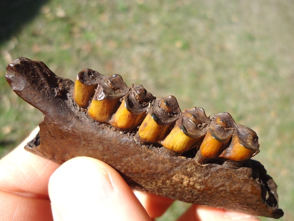 Large image 2 Gorgeous Colorful Deer Mandible