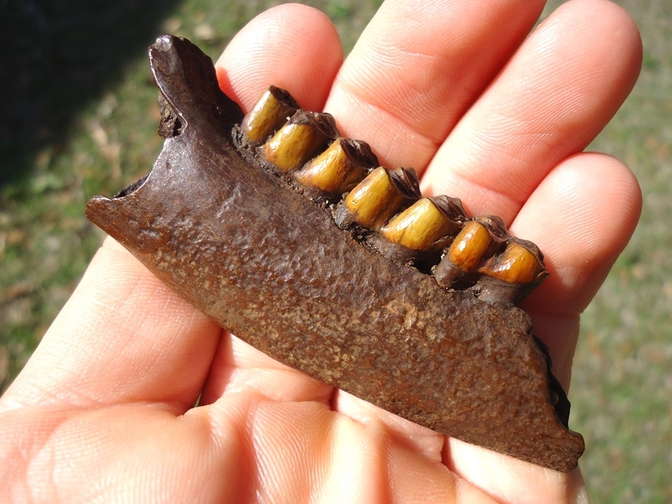 Large image 3 Gorgeous Colorful Deer Mandible