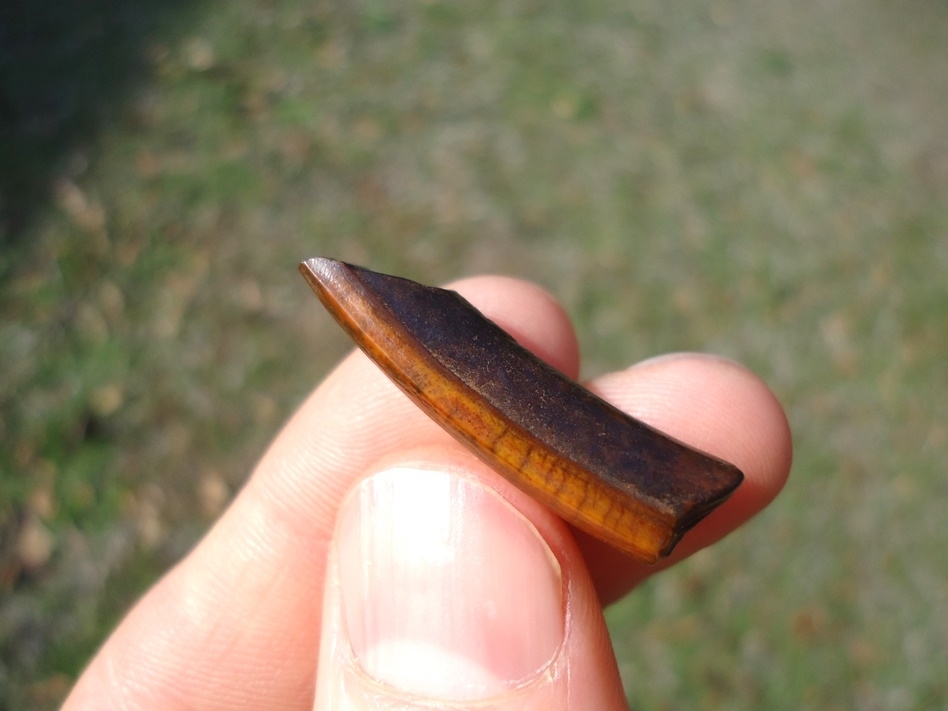 Large image 2 Beautifully Colorful Section of Juvenile Capybara Incisor