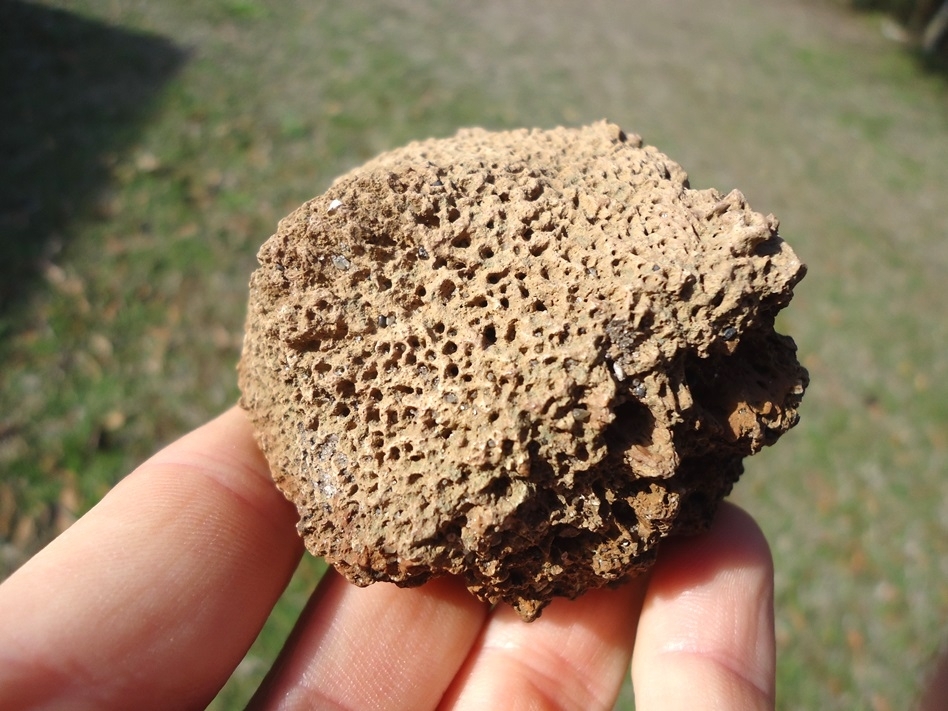 Large image 1 Monster Sized Glyptodon Spike Scute