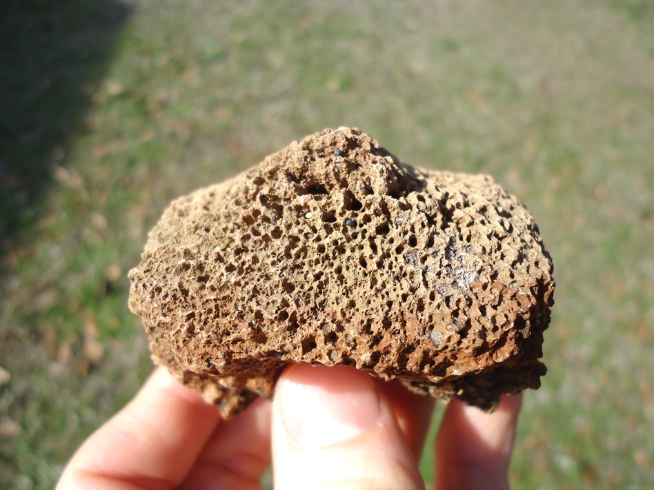 Large image 3 Monster Sized Glyptodon Spike Scute