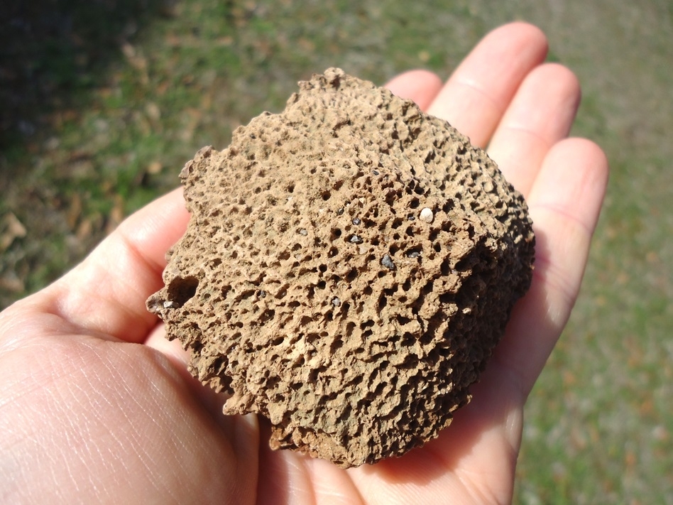 Large image 6 Monster Sized Glyptodon Spike Scute