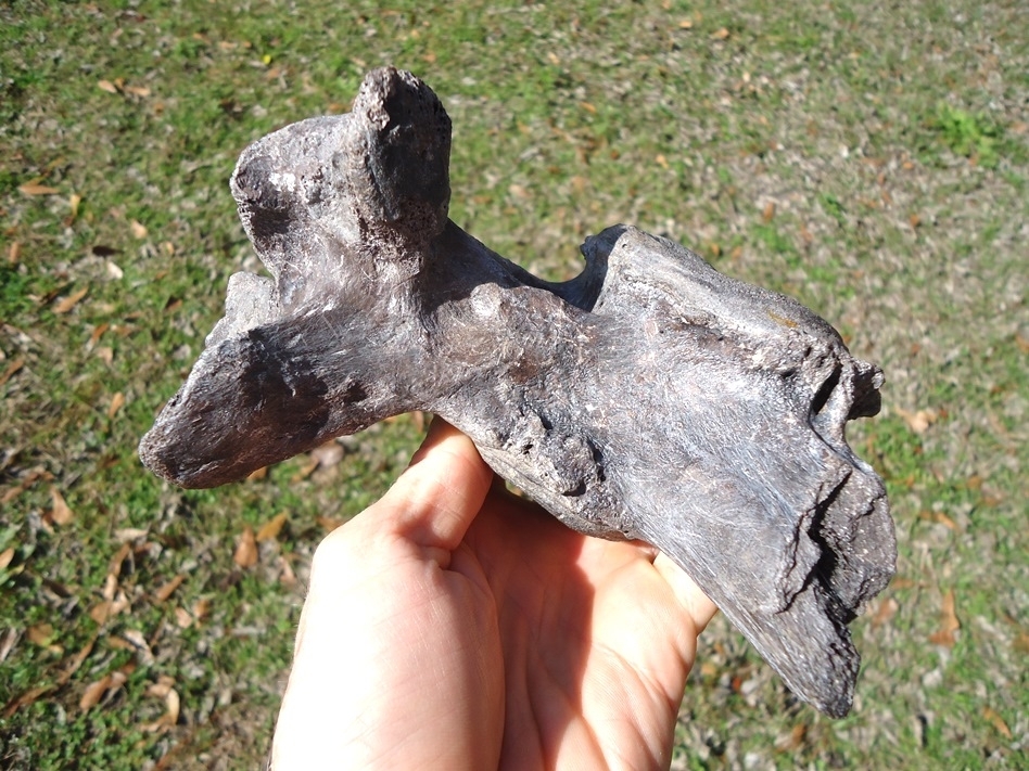 Large image 2 Very Rare Giant Ground Sloth Vertebra