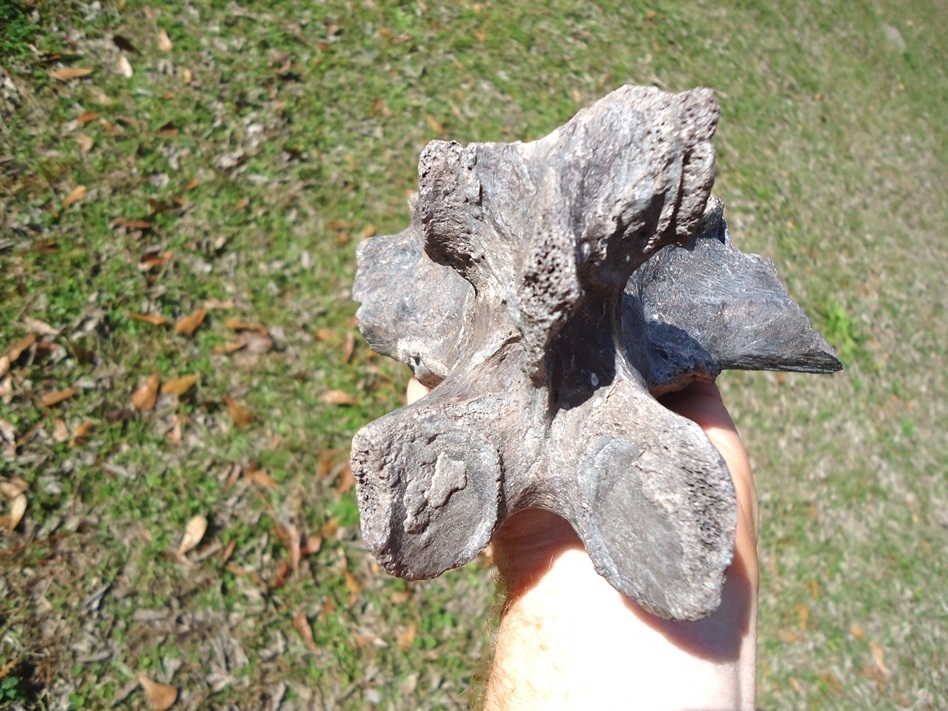 Large image 3 Very Rare Giant Ground Sloth Vertebra