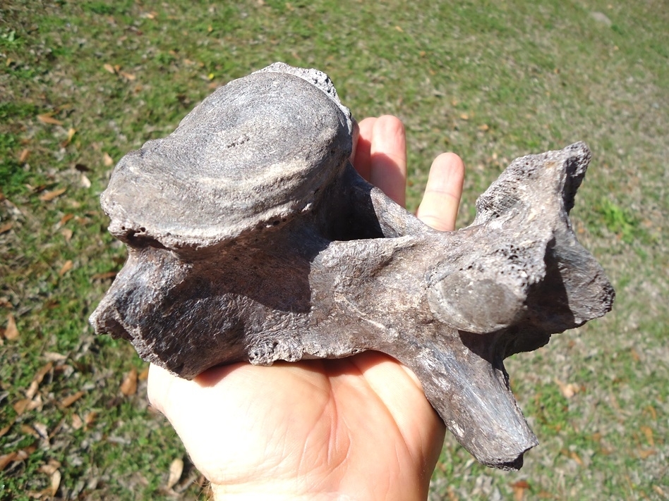 Large image 4 Very Rare Giant Ground Sloth Vertebra