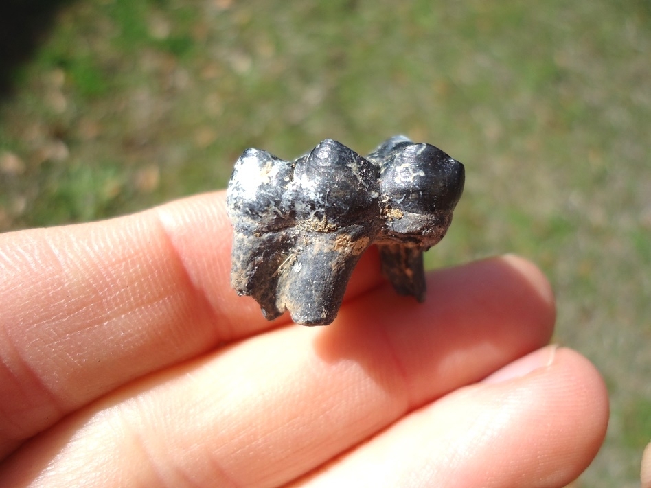 Large image 2 Excellent Peccary Molar