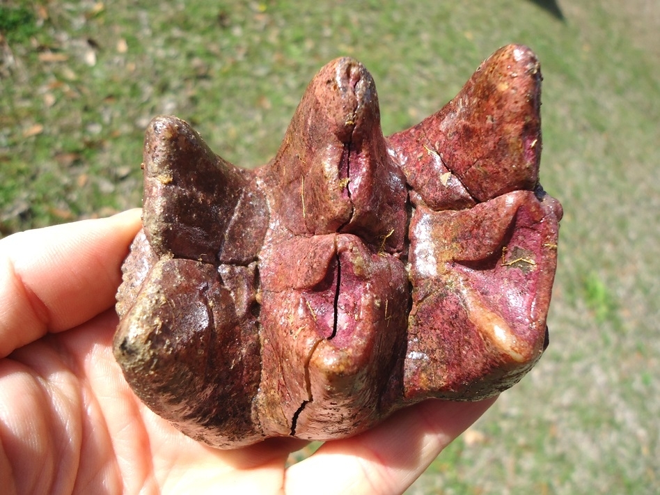 Large image 1 Unique Pink Algae Stained Mastodon Tooth