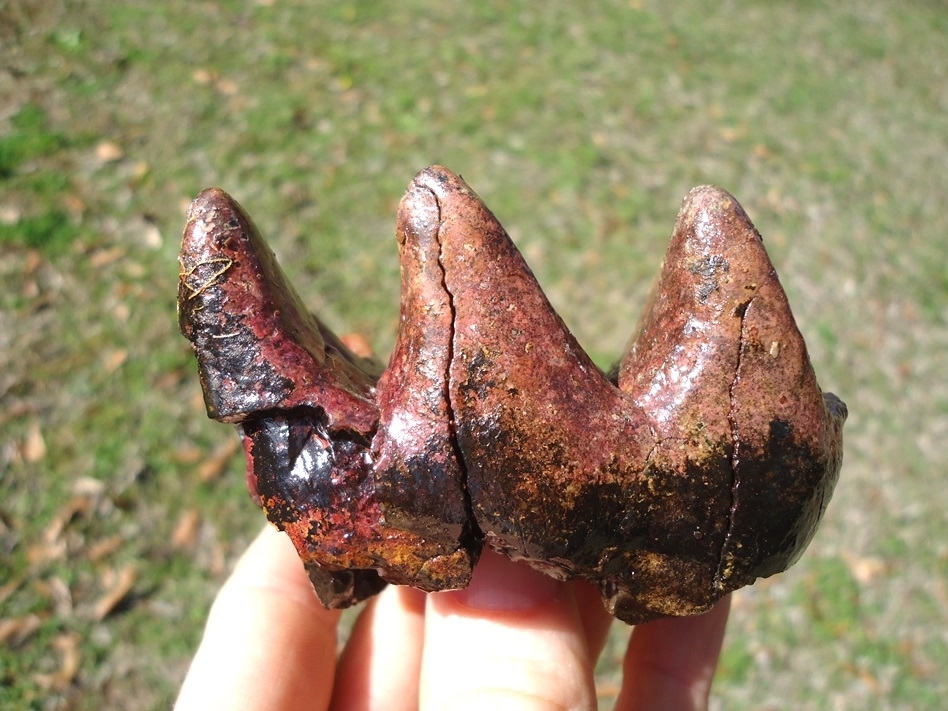 Large image 2 Unique Pink Algae Stained Mastodon Tooth