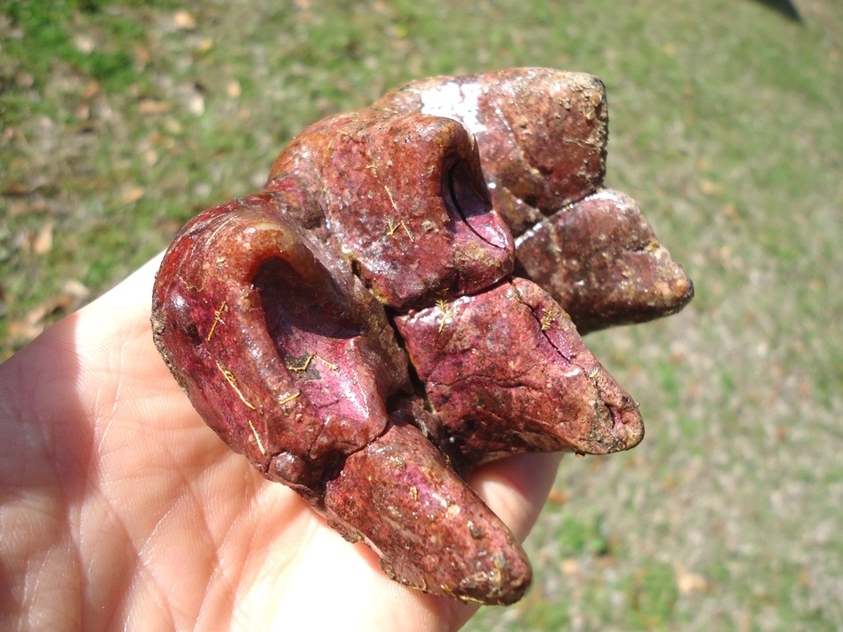 Large image 3 Unique Pink Algae Stained Mastodon Tooth