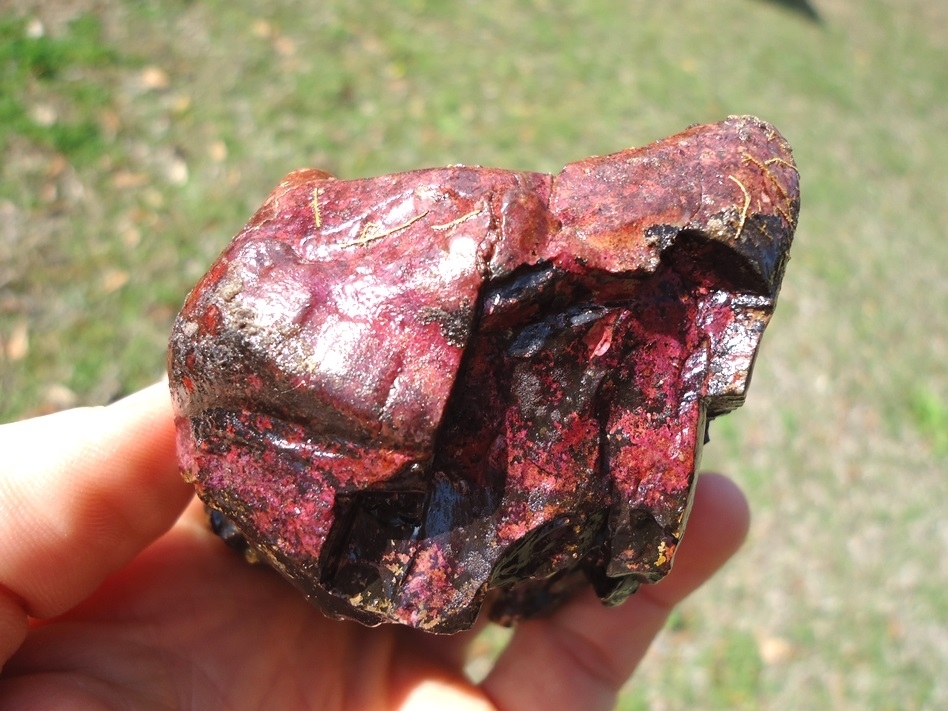 Large image 6 Unique Pink Algae Stained Mastodon Tooth