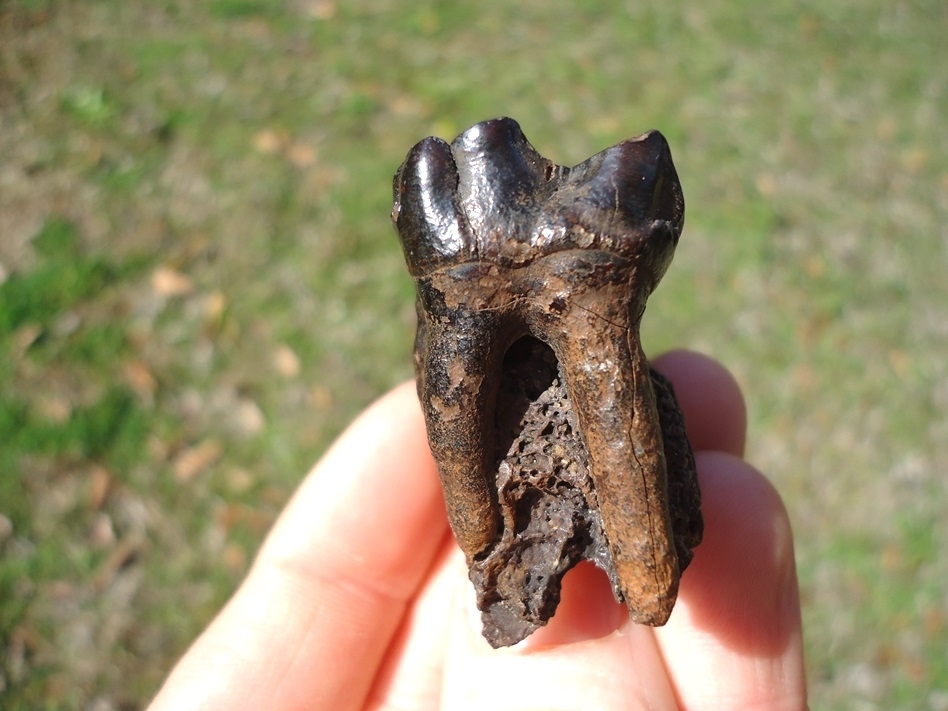 Large image 3 World Class Fully Rooted Tapir Upper Molar
