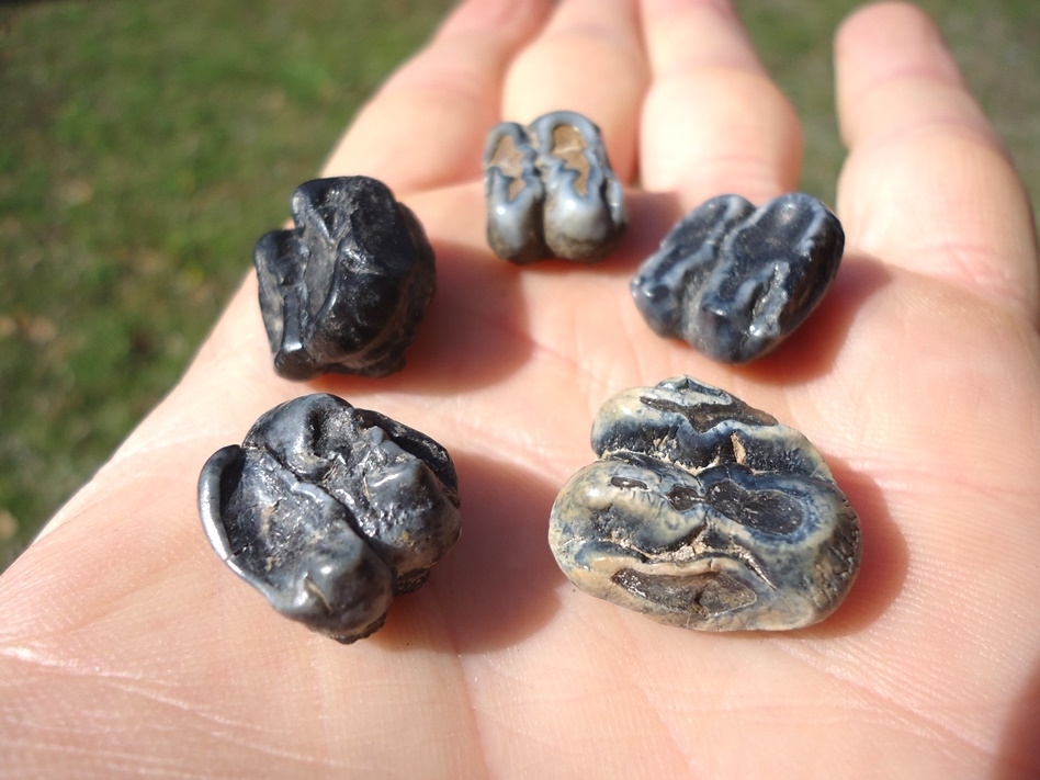 Large image 1 Five Choice Manatee Teeth