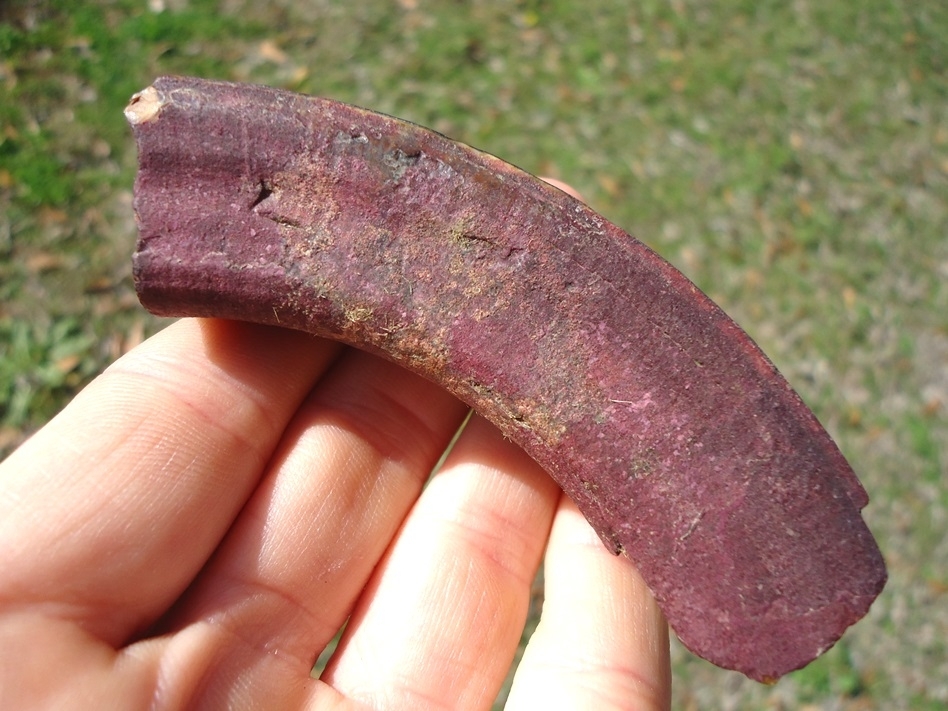 Large image 2 Stunning Pink Algae Stained Giant Beaver Incisor