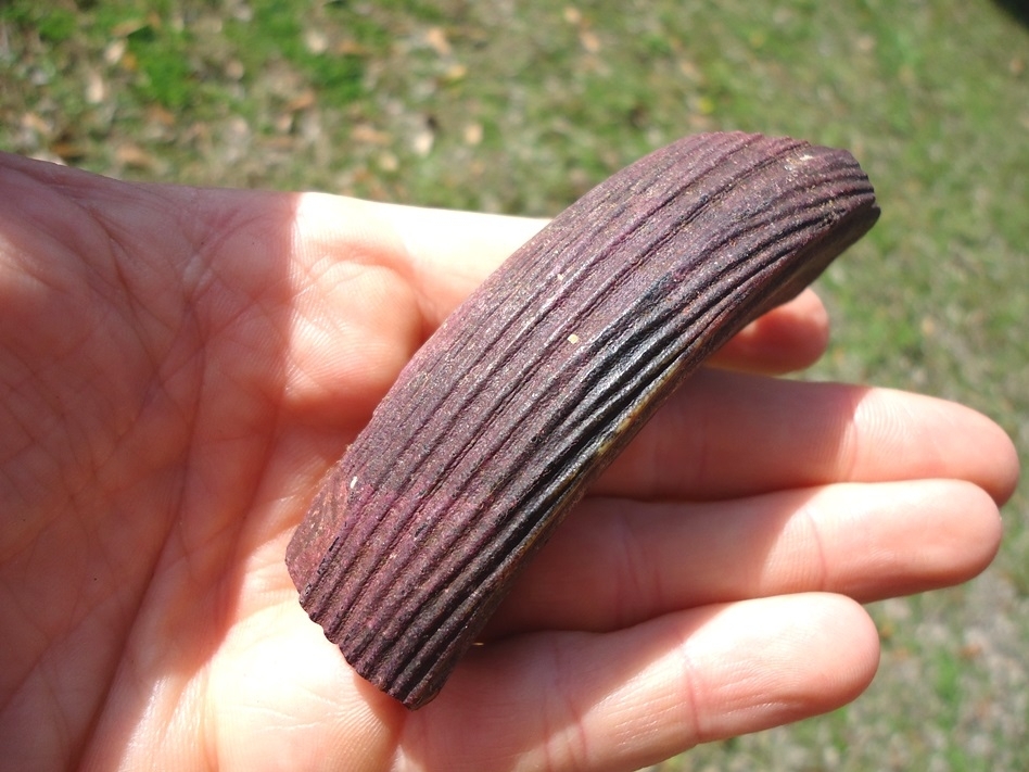 Large image 4 Stunning Pink Algae Stained Giant Beaver Incisor