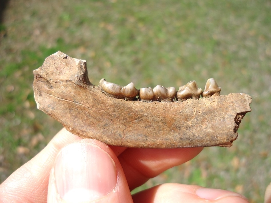 Large image 1 Excellent Raccoon Mandible with Four Teeth