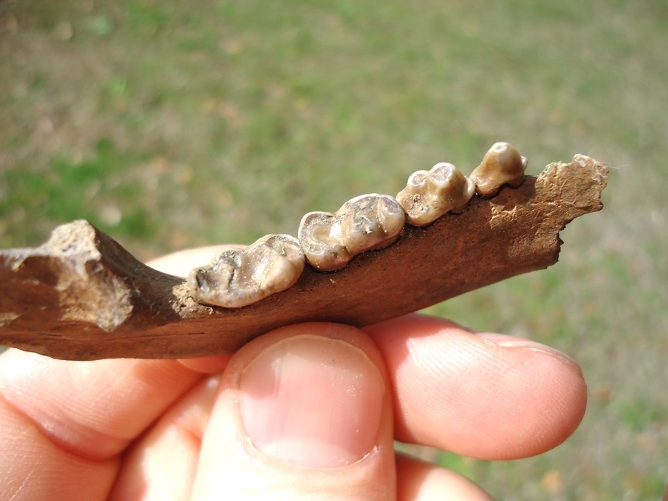 Large image 2 Excellent Raccoon Mandible with Four Teeth