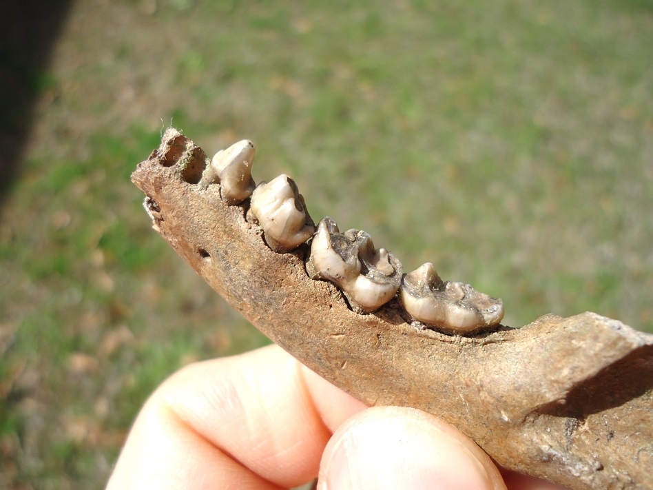 Large image 3 Excellent Raccoon Mandible with Four Teeth