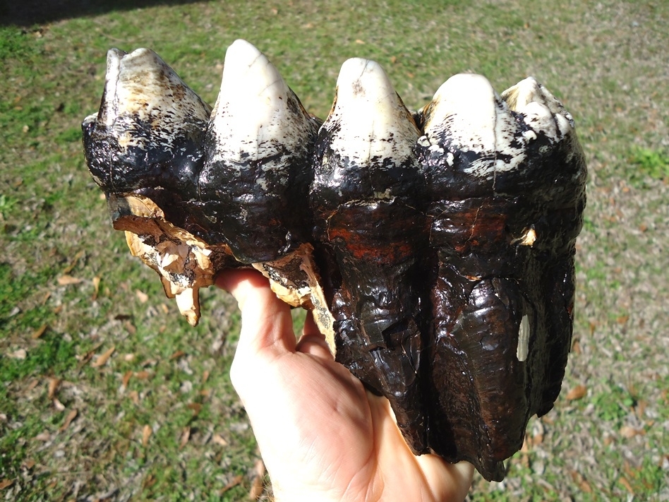 Large image 1 Insanely Colorful Mastodon Tooth