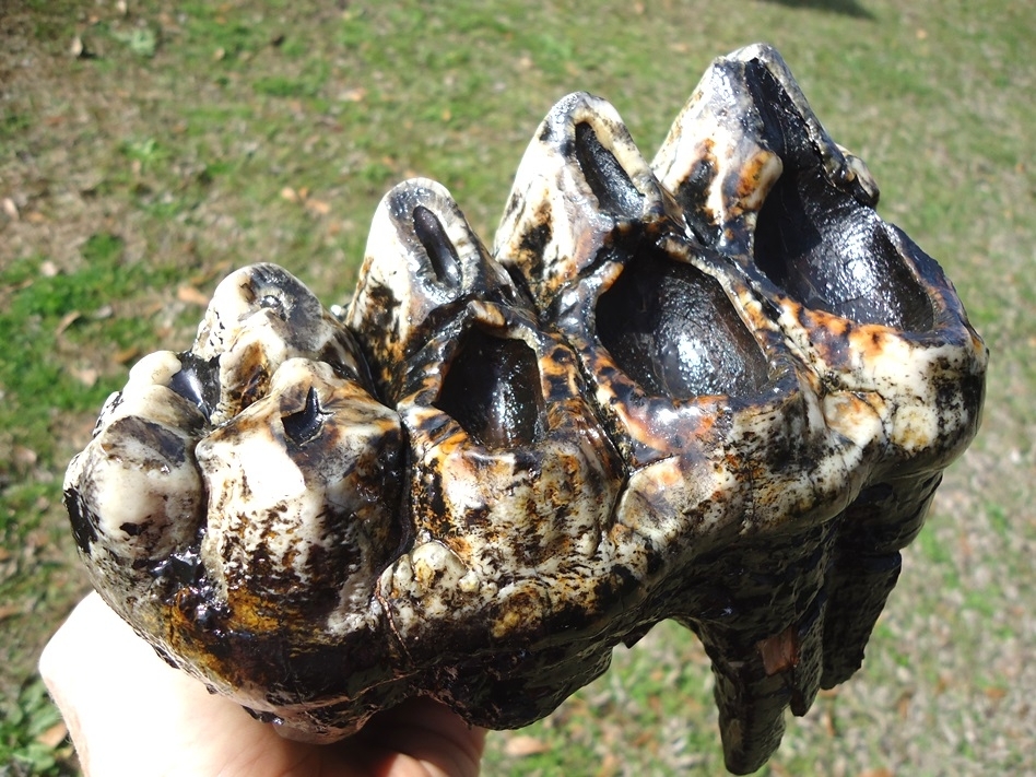 Large image 3 Insanely Colorful Mastodon Tooth