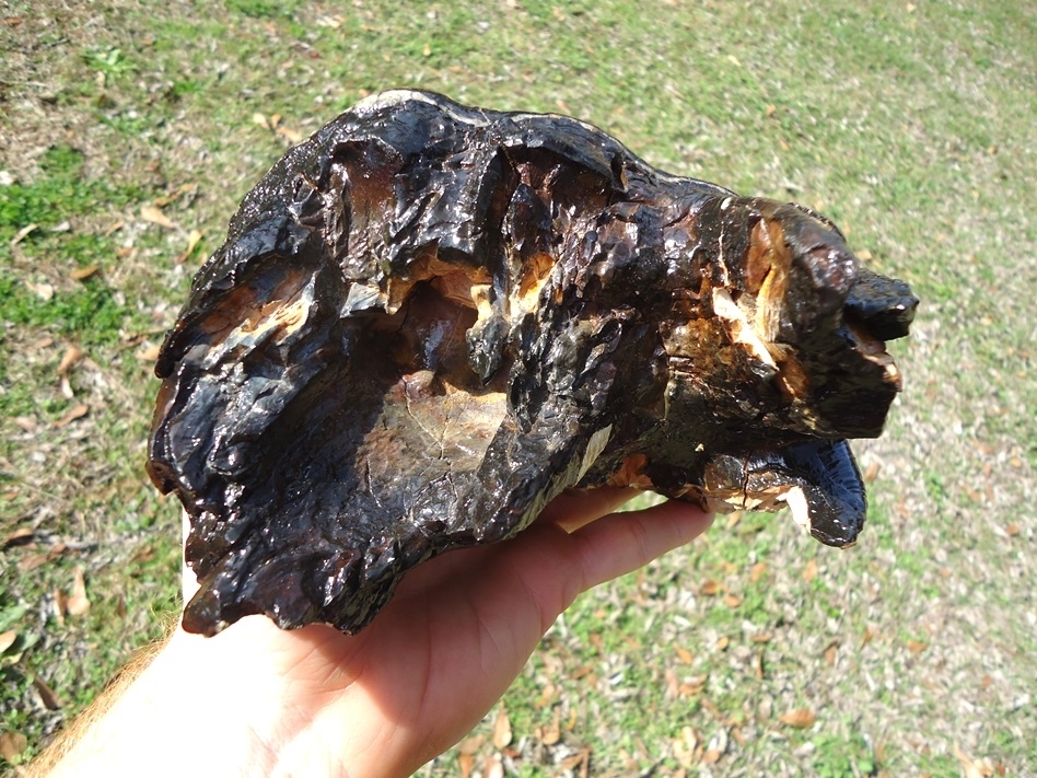 Large image 4 Insanely Colorful Mastodon Tooth