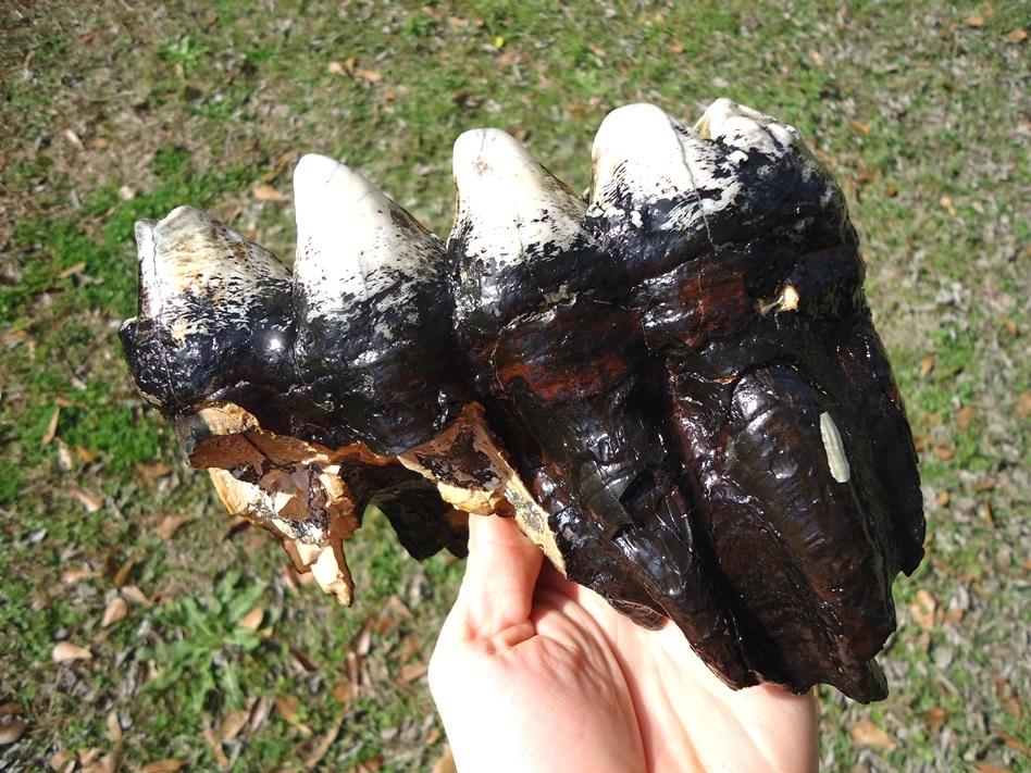 Large image 5 Insanely Colorful Mastodon Tooth