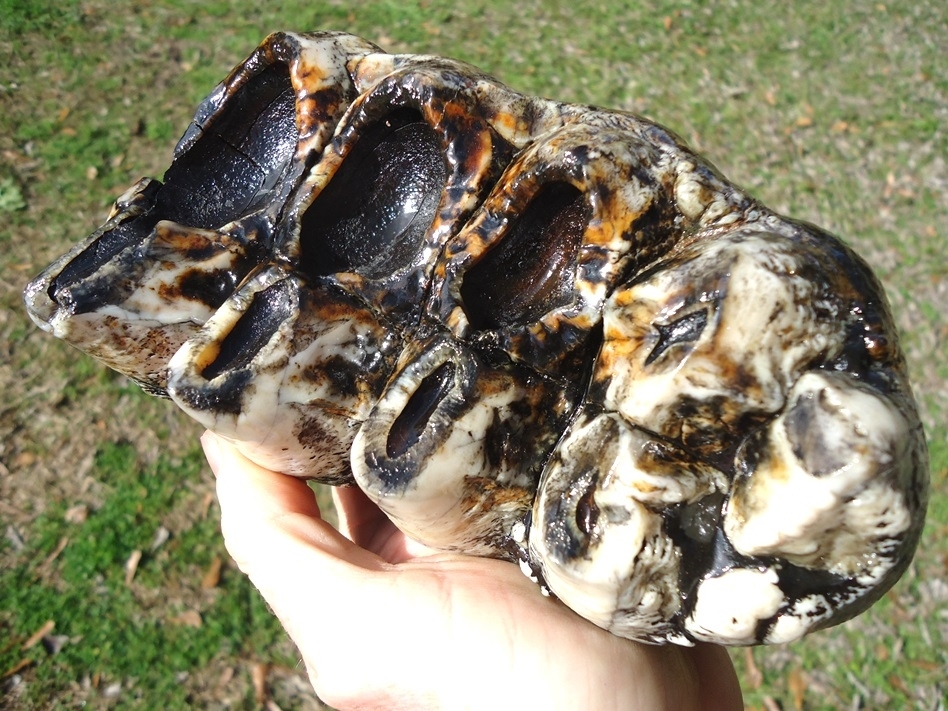 Large image 7 Insanely Colorful Mastodon Tooth