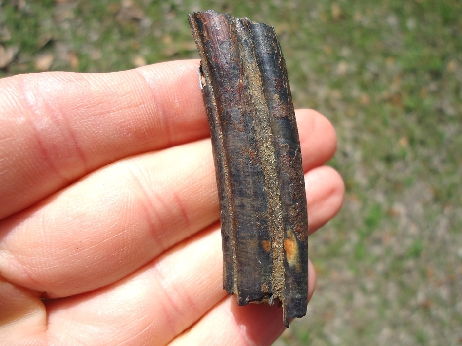 Large image 1 XL Giant Beaver Molar