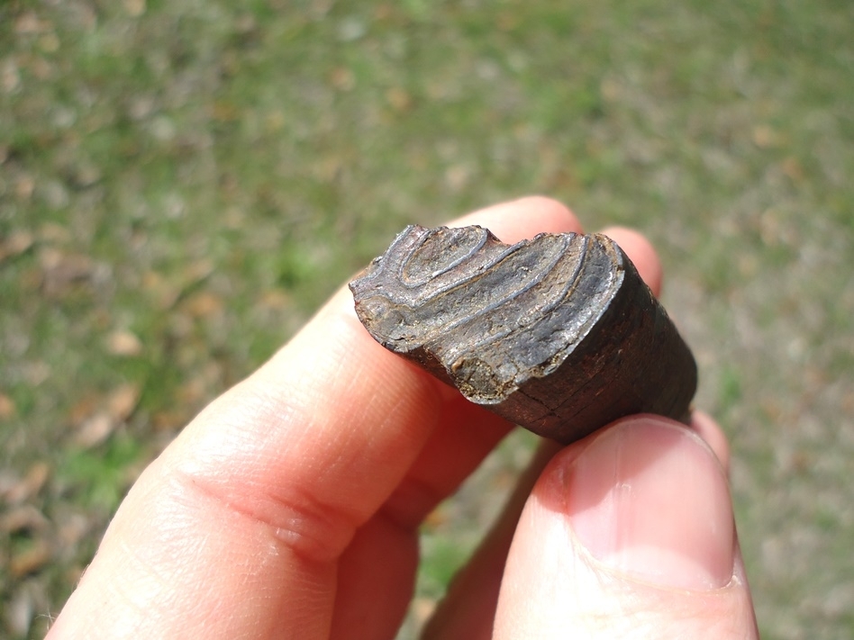 Large image 2 XL Giant Beaver Molar