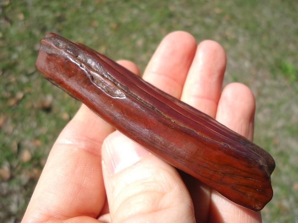 Large image 2 Ruby Red Suwannee River Horse Tooth