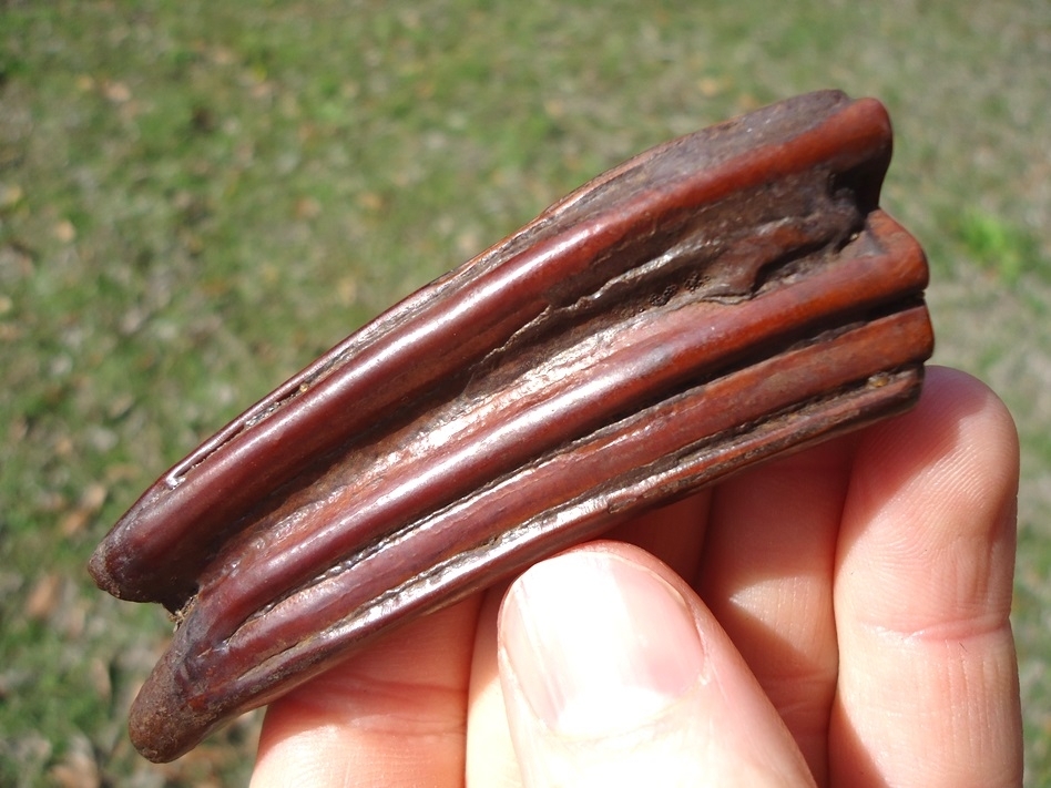 Large image 3 Ruby Red Suwannee River Horse Tooth