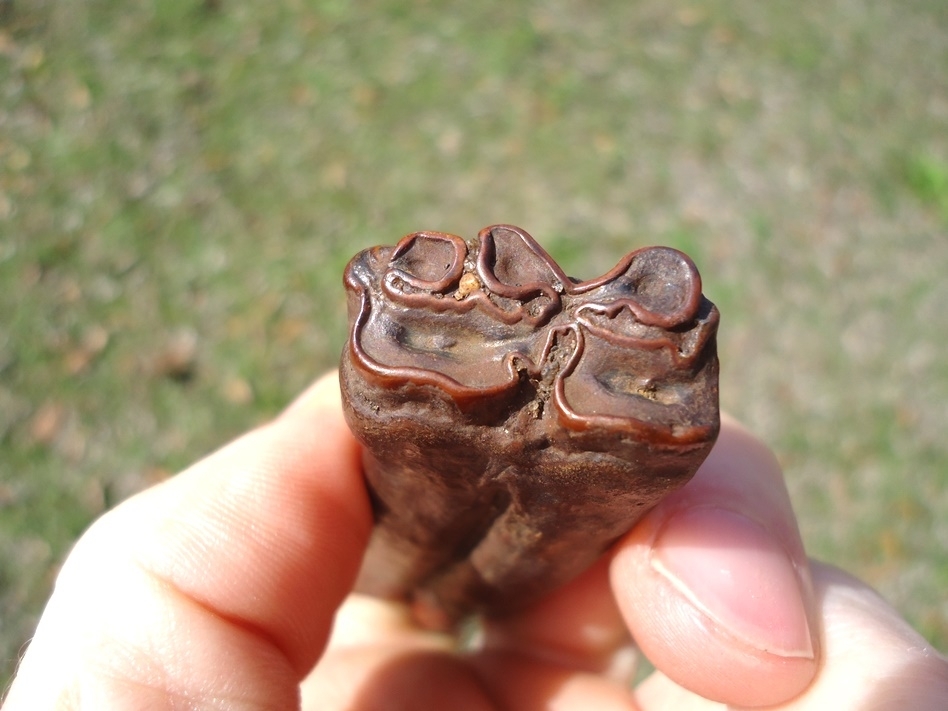 Large image 4 Ruby Red Suwannee River Horse Tooth