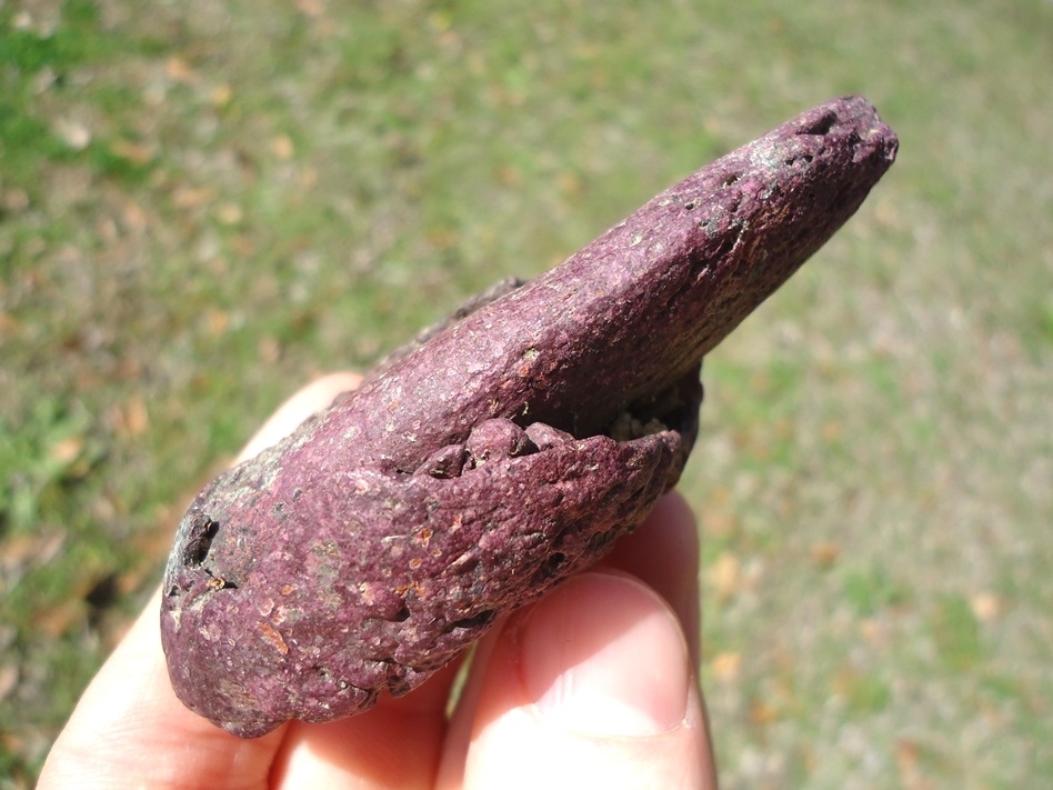 Large image 2 One-of-a-kind Pink Algae Stained Megalonyx Sloth Claw Core