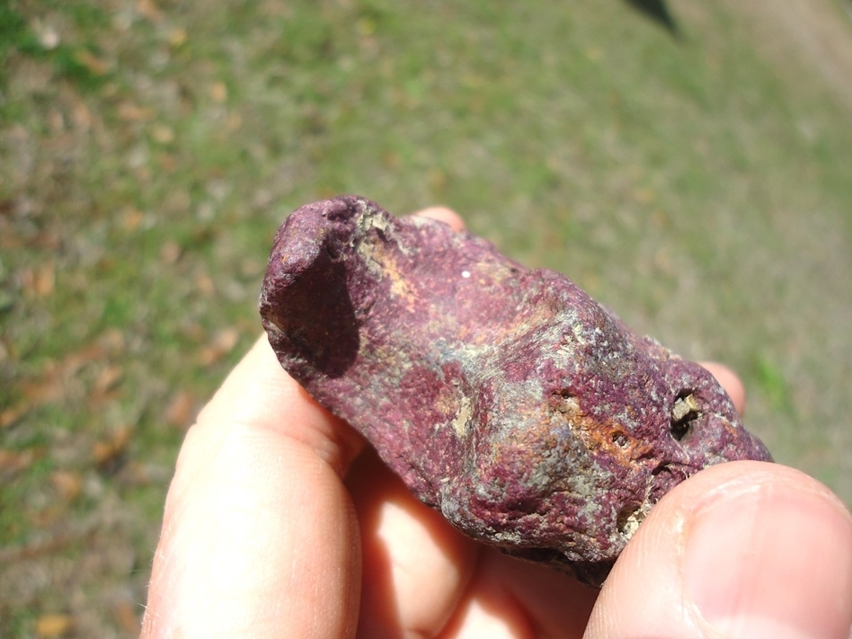 Large image 4 One-of-a-kind Pink Algae Stained Megalonyx Sloth Claw Core