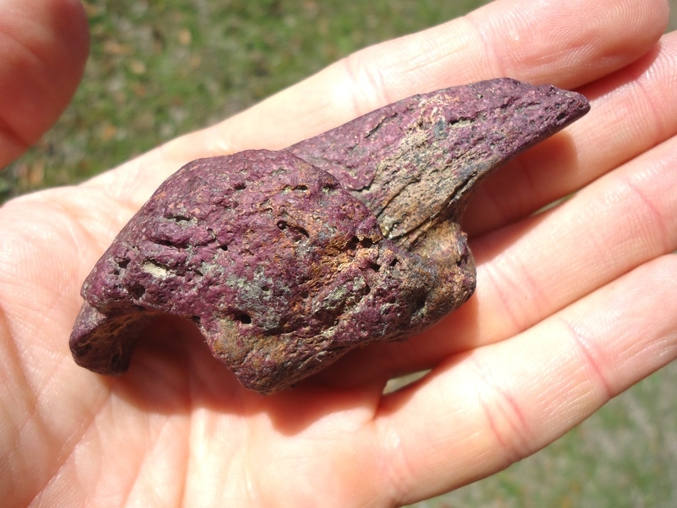 Large image 5 One-of-a-kind Pink Algae Stained Megalonyx Sloth Claw Core