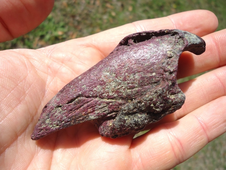 Large image 6 One-of-a-kind Pink Algae Stained Megalonyx Sloth Claw Core