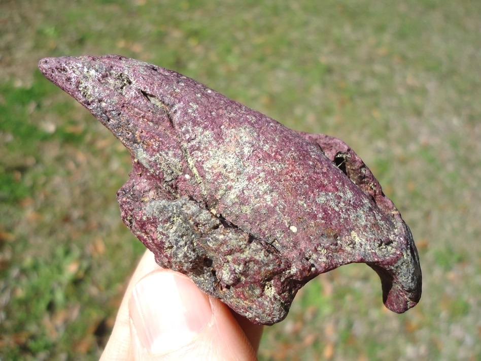 Large image 7 One-of-a-kind Pink Algae Stained Megalonyx Sloth Claw Core