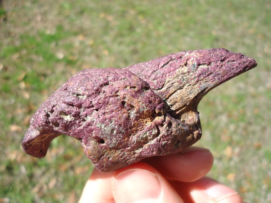 Large image 8 One-of-a-kind Pink Algae Stained Megalonyx Sloth Claw Core