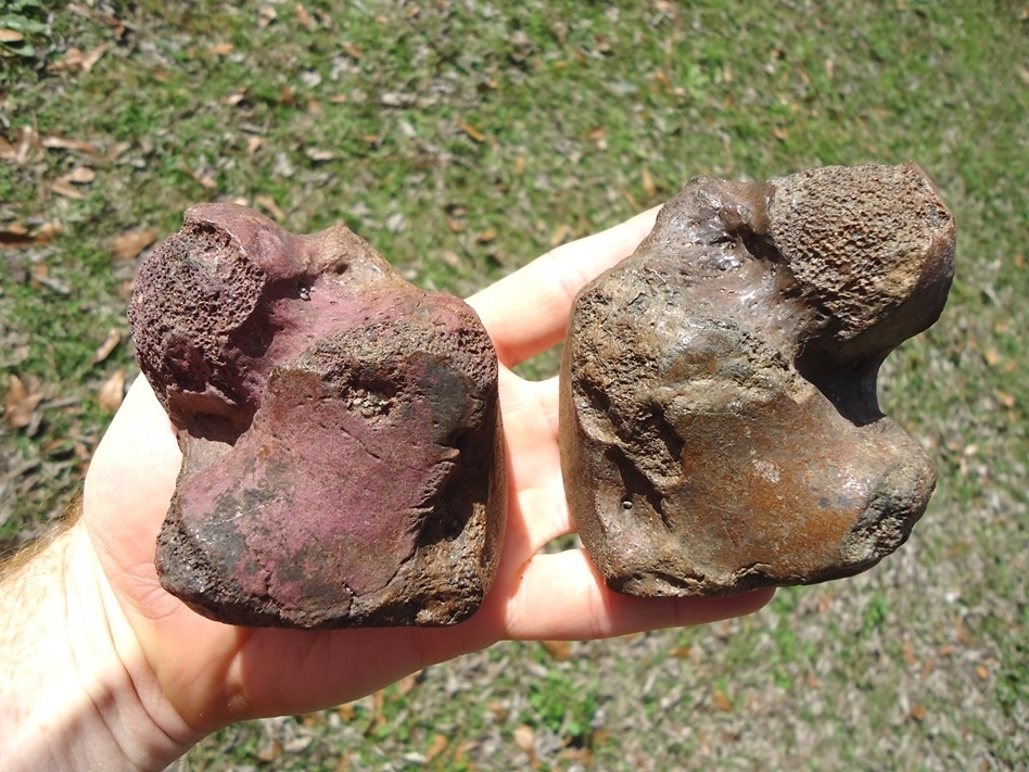 Large image 1 Incredible Matched Pair of Megalonyx Sloth Astragalus Bones