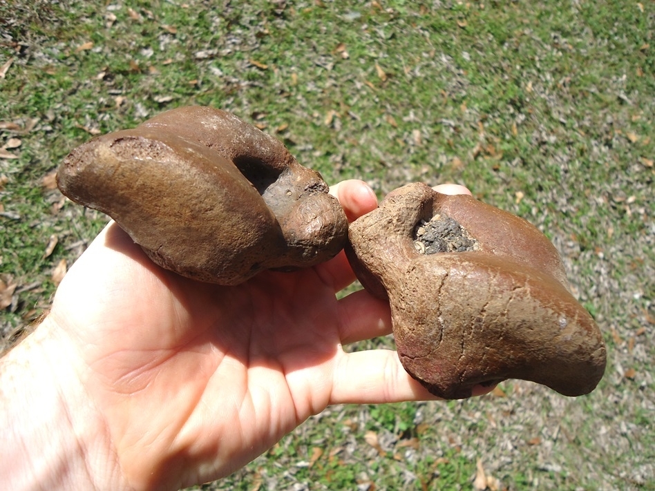 Large image 2 Incredible Matched Pair of Megalonyx Sloth Astragalus Bones