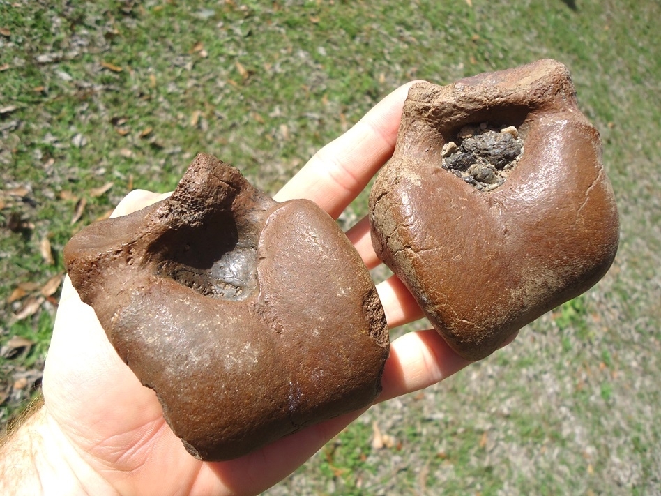 Large image 3 Incredible Matched Pair of Megalonyx Sloth Astragalus Bones