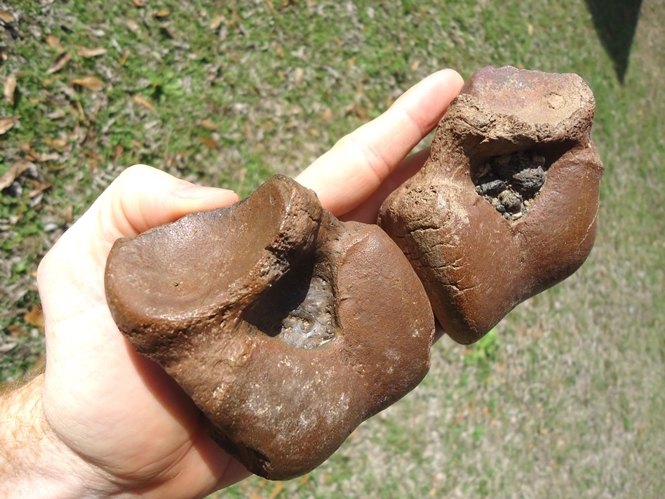 Large image 4 Incredible Matched Pair of Megalonyx Sloth Astragalus Bones