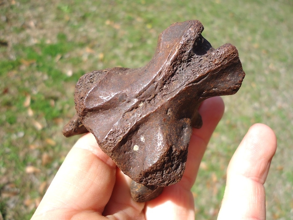 Large image 3 Uncommon Giant Tortoise Vertebra