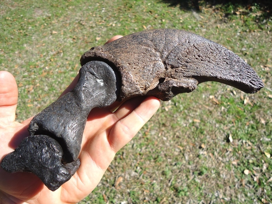 Large image 2 Museum Quality Megalonyx Sloth Digit