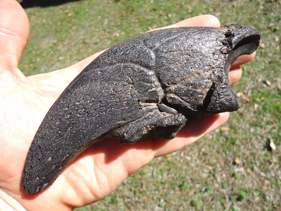 Large image 8 Museum Quality Megalonyx Sloth Digit