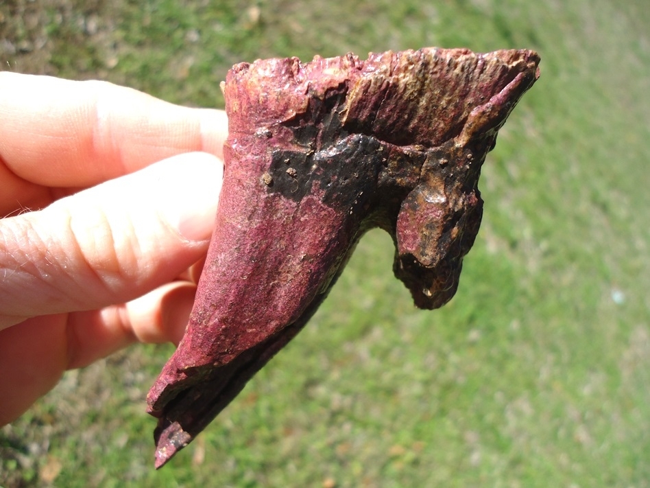 Large image 1 Stunning Pink Rooted Juvenile Mammoth Tooth