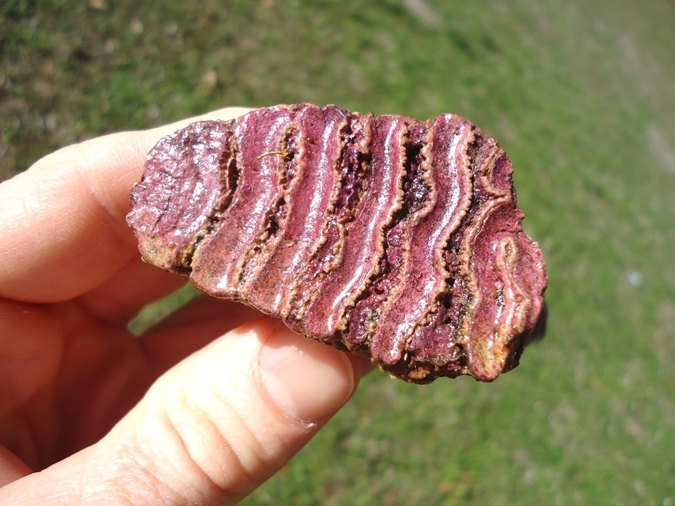 Large image 3 Stunning Pink Rooted Juvenile Mammoth Tooth